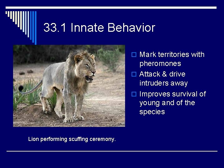 33. 1 Innate Behavior o Mark territories with pheromones o Attack & drive intruders