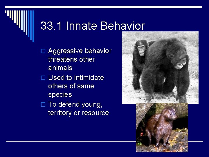 33. 1 Innate Behavior o Aggressive behavior threatens other animals o Used to intimidate