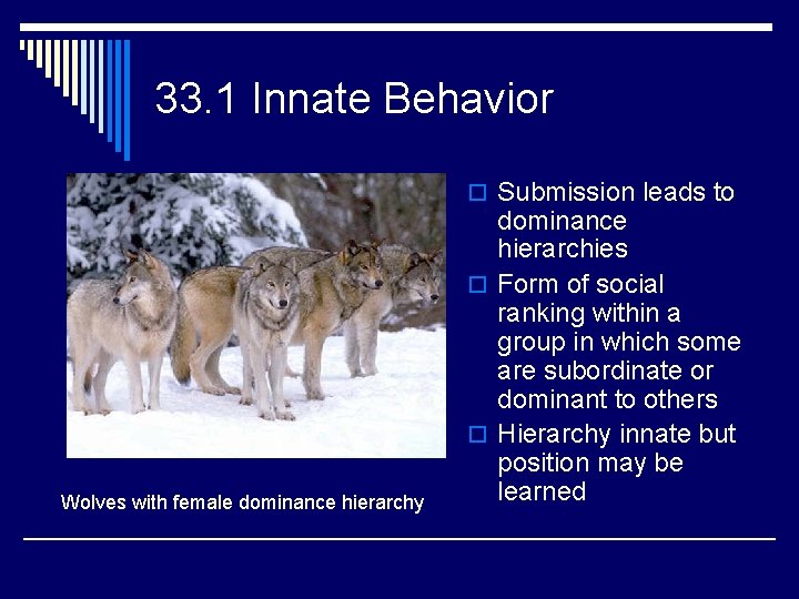 33. 1 Innate Behavior o Submission leads to Wolves with female dominance hierarchy dominance