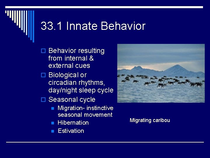 33. 1 Innate Behavior o Behavior resulting from internal & external cues o Biological