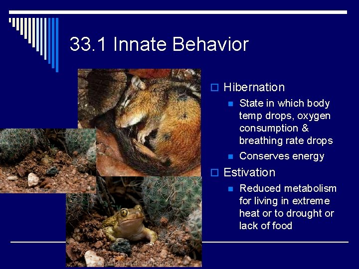 33. 1 Innate Behavior o Hibernation n State in which body temp drops, oxygen