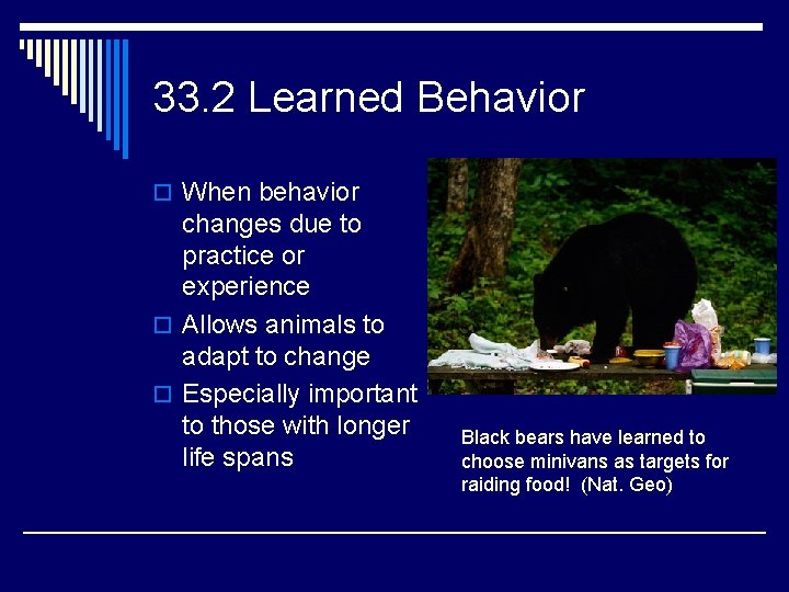 33. 2 Learned Behavior o When behavior changes due to practice or experience o