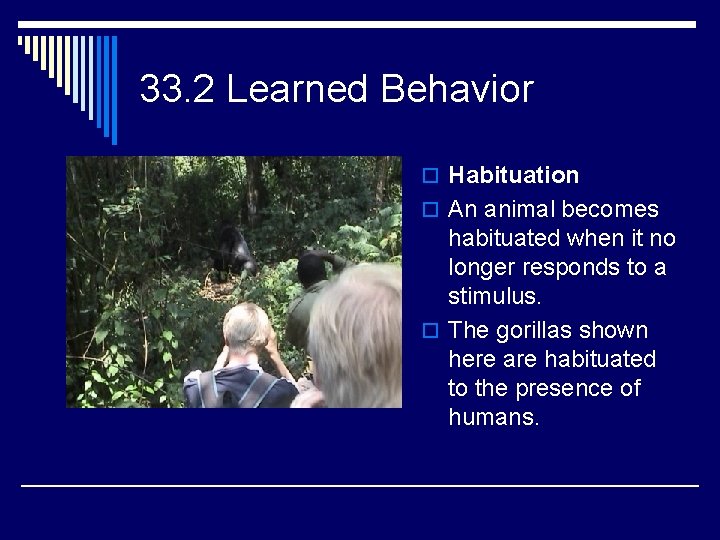 33. 2 Learned Behavior o Habituation o An animal becomes habituated when it no