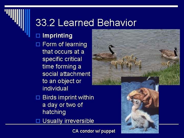 33. 2 Learned Behavior o Imprinting o Form of learning that occurs at a