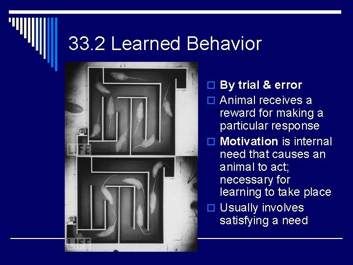 33. 2 Learned Behavior o By trial & error o Animal receives a reward