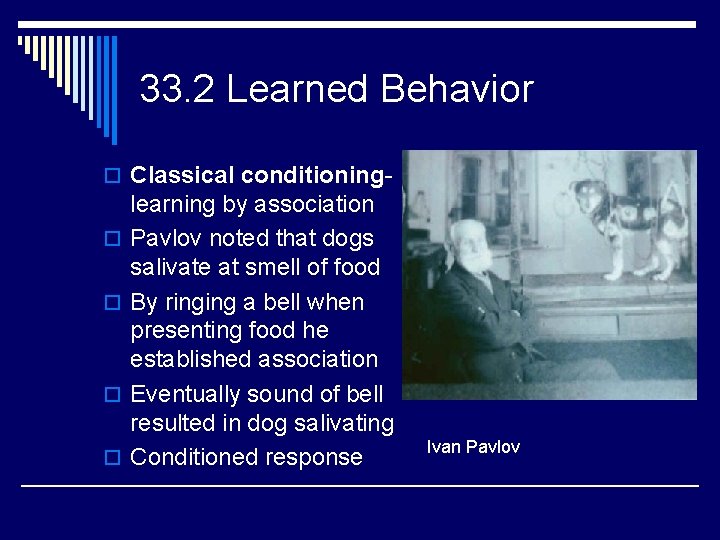 33. 2 Learned Behavior o Classical conditioningo o learning by association Pavlov noted that