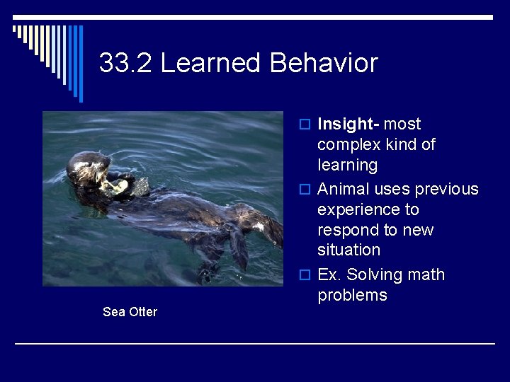 33. 2 Learned Behavior o Insight- most complex kind of learning o Animal uses