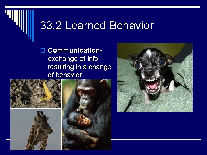 33. 2 Learned Behavior o Communication- exchange of info resulting in a change of