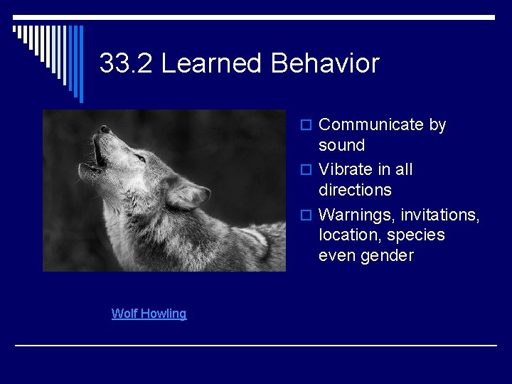 33. 2 Learned Behavior o Communicate by sound o Vibrate in all directions o