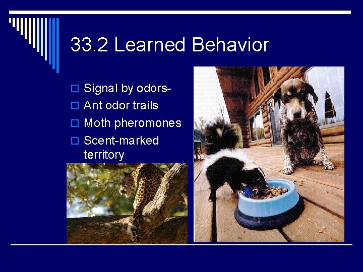 33. 2 Learned Behavior o Signal by odorso Ant odor trails o Moth pheromones