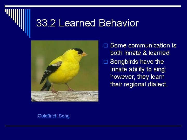 33. 2 Learned Behavior o Some communication is both innate & learned. o Songbirds