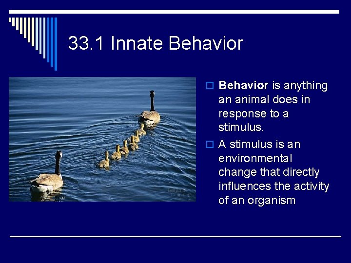33. 1 Innate Behavior o Behavior is anything an animal does in response to