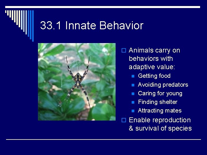 33. 1 Innate Behavior o Animals carry on behaviors with adaptive value: n n