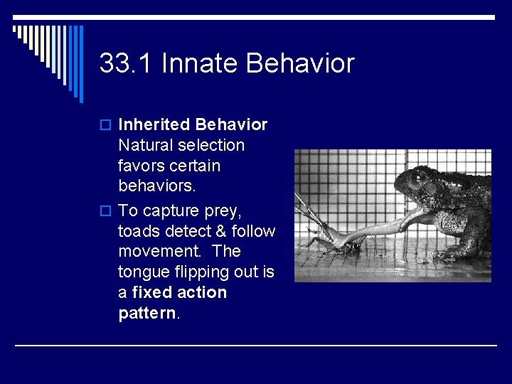 33. 1 Innate Behavior o Inherited Behavior Natural selection favors certain behaviors. o To