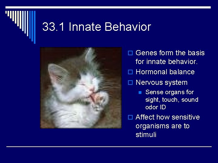 33. 1 Innate Behavior o Genes form the basis for innate behavior. o Hormonal