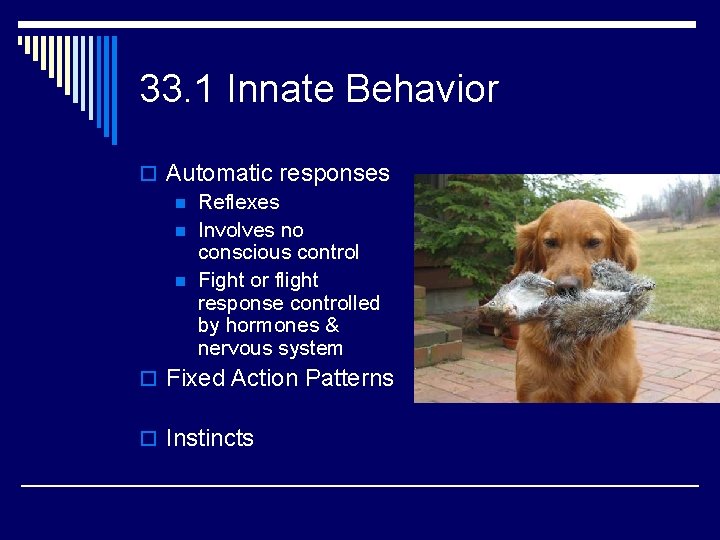 33. 1 Innate Behavior o Automatic responses n Reflexes n Involves no conscious control