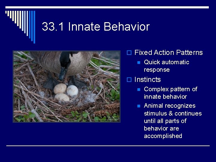 33. 1 Innate Behavior o Fixed Action Patterns n Quick automatic response o Instincts