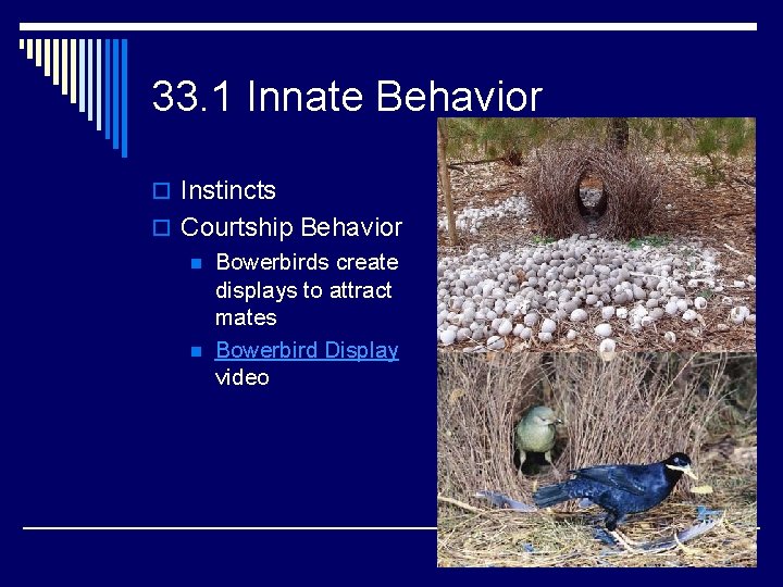 33. 1 Innate Behavior o Instincts o Courtship Behavior n Bowerbirds create displays to