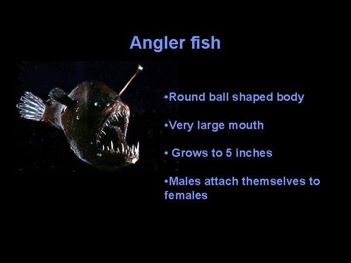 Angler fish • Round ball shaped body • Very large mouth • Grows to