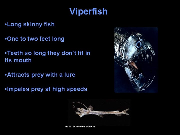 Viperfish • Long skinny fish • One to two feet long • Teeth so