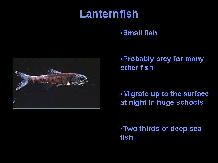 Lanternfish • Small fish • Probably prey for many other fish • Migrate up