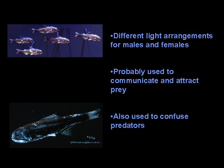  • Different light arrangements for males and females • Probably used to communicate