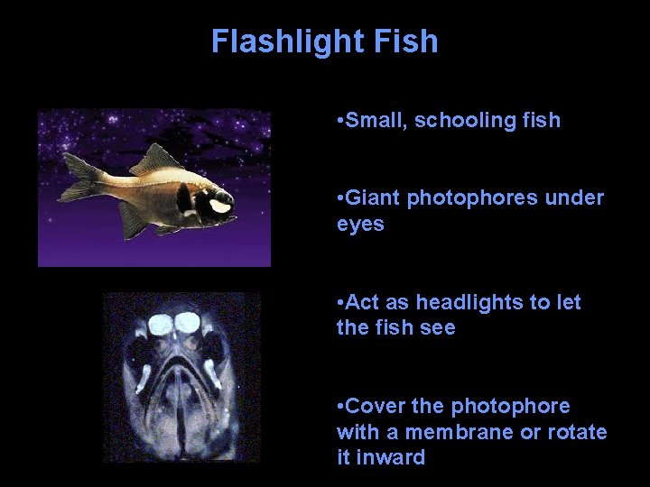 Flashlight Fish • Small, schooling fish • Giant photophores under eyes • Act as