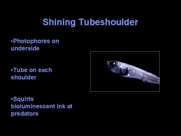 Shining Tubeshoulder • Photophores on underside • Tube on each shoulder • Squirts bioluminescent