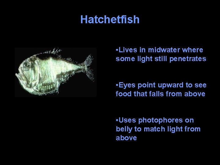 Hatchetfish • Lives in midwater where some light still penetrates • Eyes point upward