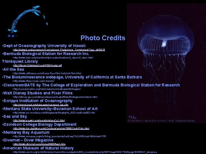Photo Credits • Dept of Oceanography University of Hawaii • http: //tolweb. org/accessory/Cephalopod_Photophore_Terminology? acc_id=2015
