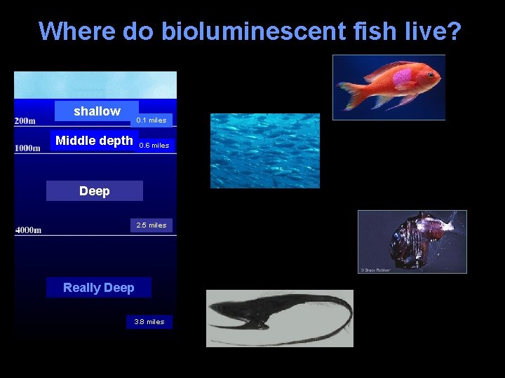 Where do bioluminescent fish live? shallow Middle depth 0. 1 miles 0. 6 miles