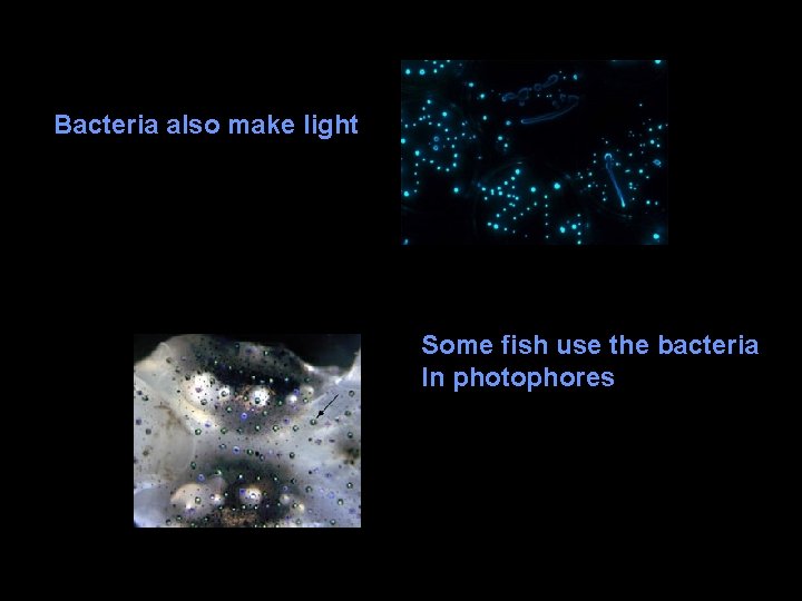 Bacteria also make light Some fish use the bacteria In photophores 