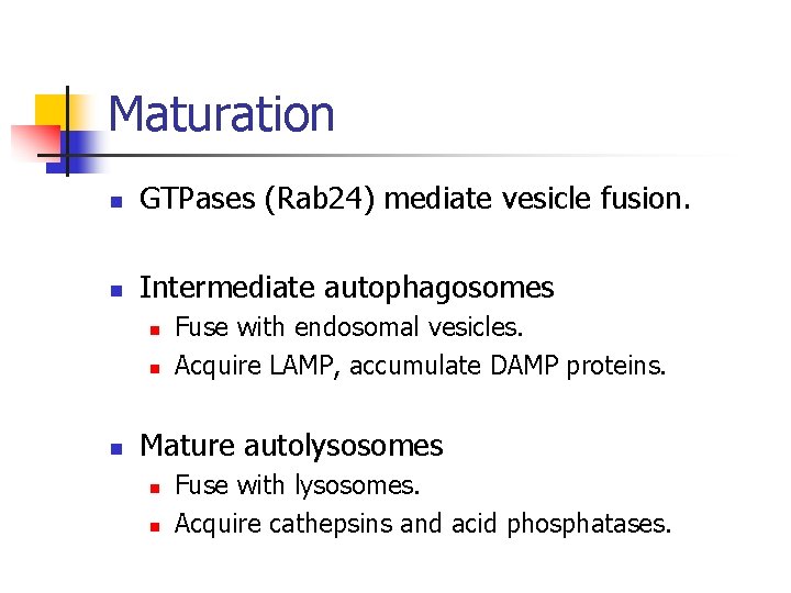 Maturation n GTPases (Rab 24) mediate vesicle fusion. n Intermediate autophagosomes n n n