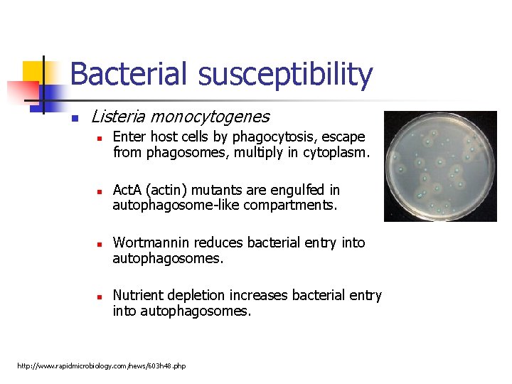 Bacterial susceptibility n Listeria monocytogenes n n Enter host cells by phagocytosis, escape from