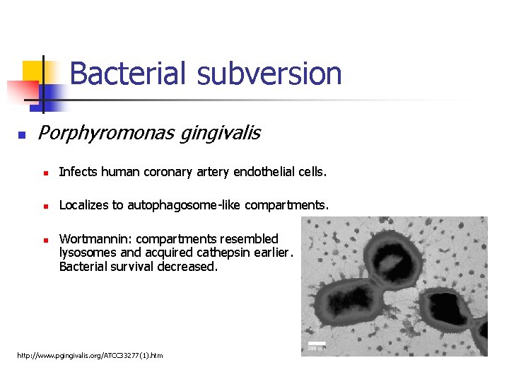 Bacterial subversion n Porphyromonas gingivalis n Infects human coronary artery endothelial cells. n Localizes