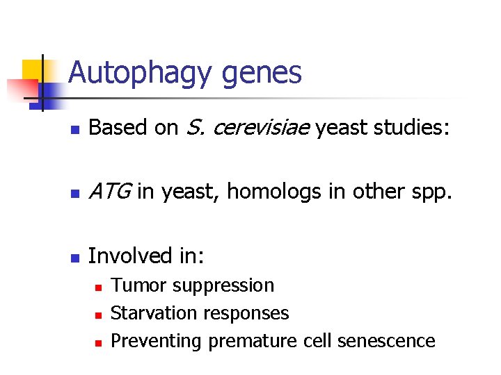 Autophagy genes n Based on S. cerevisiae yeast studies: n ATG in yeast, homologs