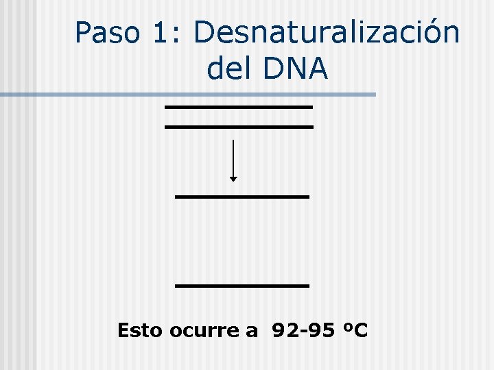 Paso 1: Desnaturalización del DNA Esto ocurre a 92 -95 ºC 