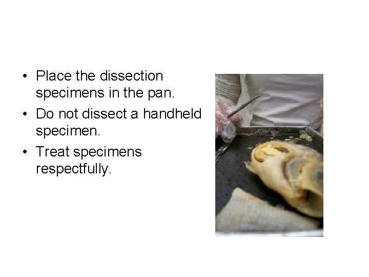  • Place the dissection specimens in the pan. • Do not dissect a