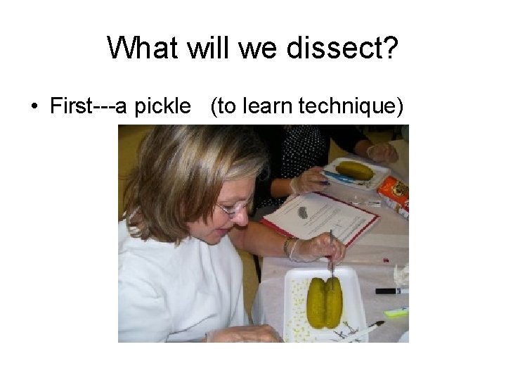 What will we dissect? • First---a pickle (to learn technique) 