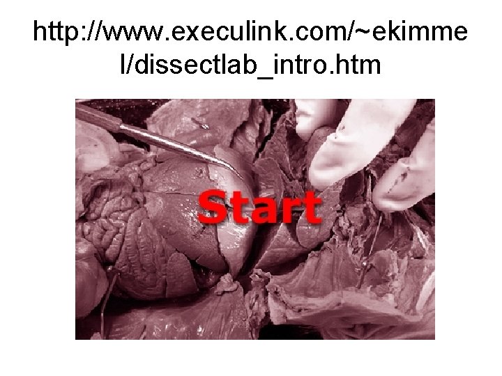 http: //www. execulink. com/~ekimme l/dissectlab_intro. htm 