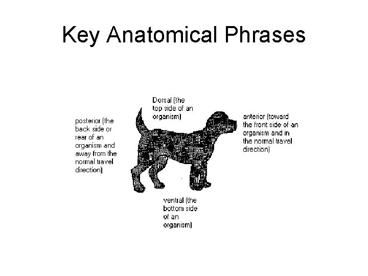 Key Anatomical Phrases 