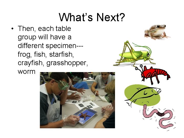 What’s Next? • Then, each table group will have a different specimen--frog, fish, starfish,