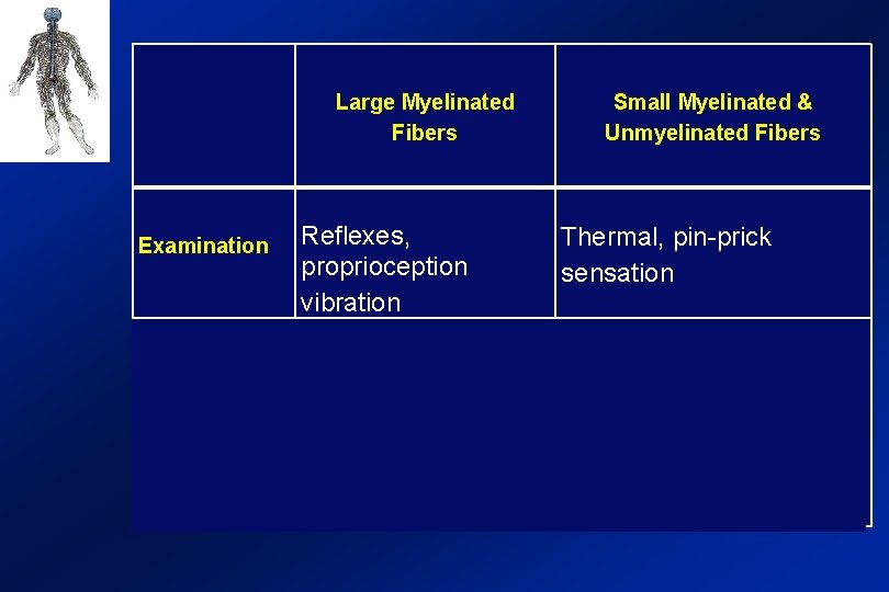  Examination Large Myelinated Fibers Small Myelinated & Unmyelinated Fibers Reflexes, proprioception vibration Thermal,
