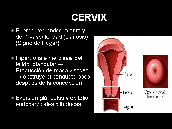 CERVIX Edema, reblandecimiento y de ↑ vascularidad (cianosis) (Signo de Hegar) Hipertrofia e hierplasia