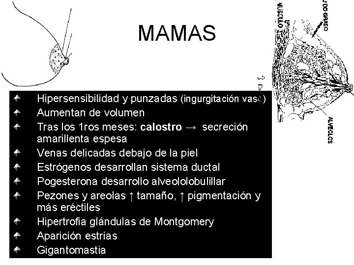 MAMAS Hipersensibilidad y punzadas (ingurgitación vasc) Aumentan de volumen Tras los 1 ros meses: