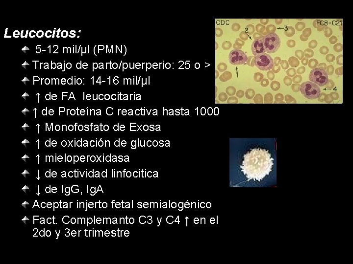 Leucocitos: 5 -12 mil/µl (PMN) Trabajo de parto/puerperio: 25 o > Promedio: 14 -16
