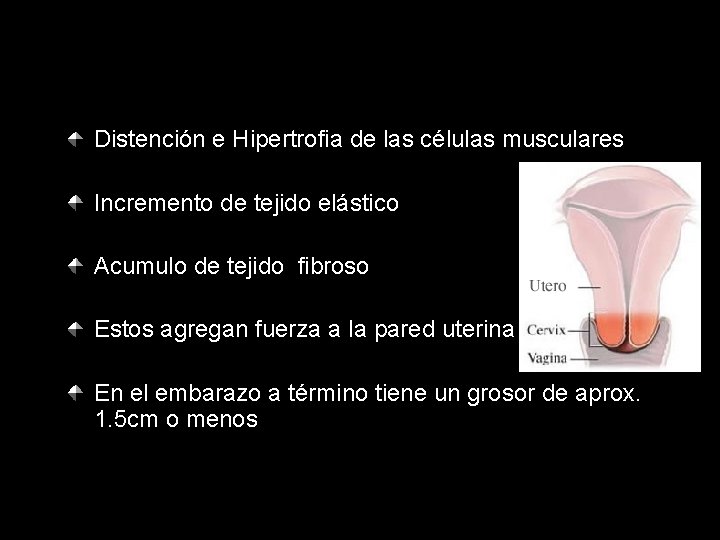 Distención e Hipertrofia de las células musculares Incremento de tejido elástico Acumulo de tejido