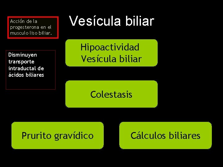Acción de la progesterona en el musculo liso biliar. Disminuyen transporte intraductal de ácidos