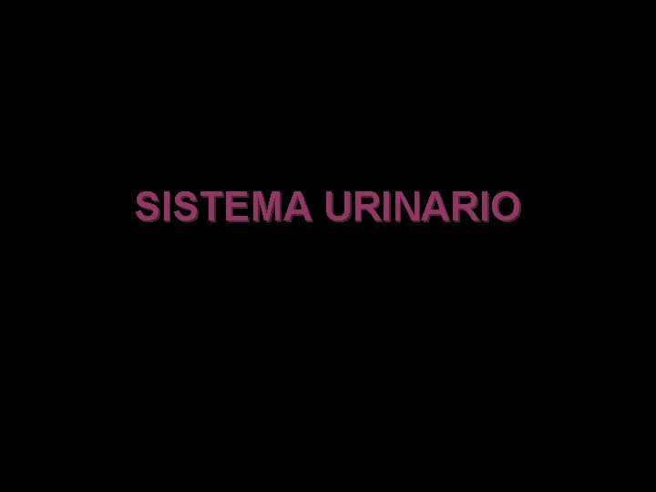 SISTEMA URINARIO 
