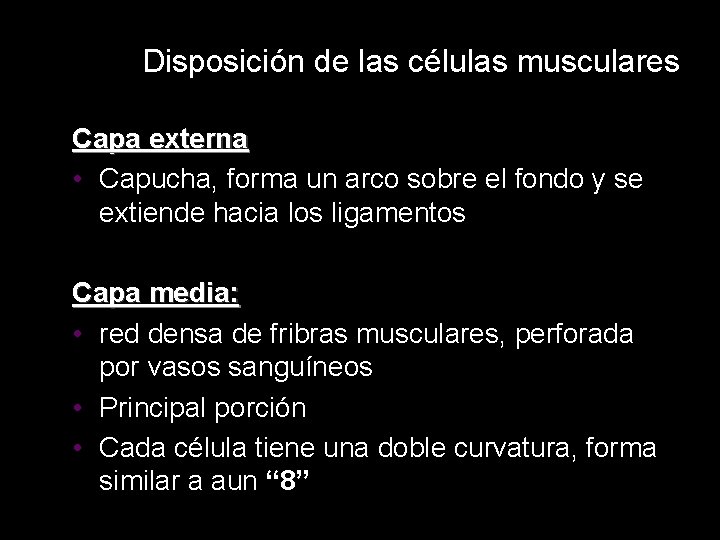 Disposición de las células musculares Capa externa • Capucha, forma un arco sobre el